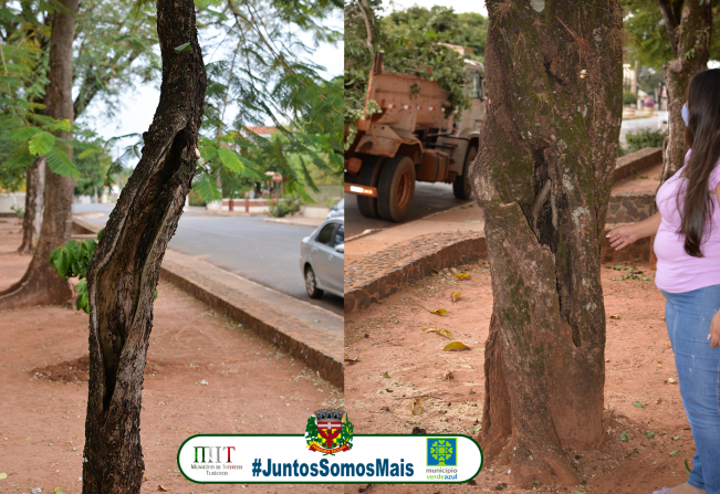 SECRETARIA DE OBRAS E SERVIÇOS, AGRICULTURA E MEIO AMBIENTE REALIZA PODAS E SUPRESSÃO DE ÁRVORES NO BOSQUE MUNICIPAL